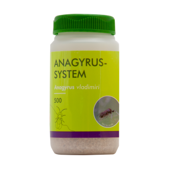 ANAGYRUS VLADIMIRI (500 STUKS FLES)