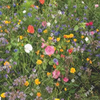VLINDERBLOEMENMENGSEL 1 JARIG