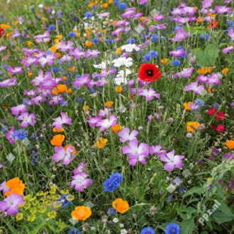 WILDBLOEMENMENGSEL 
