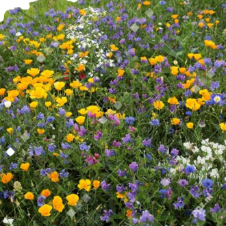 WILDBLOEMENMENGSEL 1 JARIG LAAG